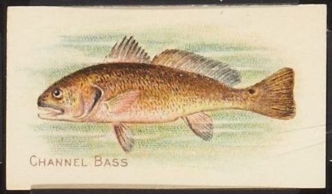 Channel Bass